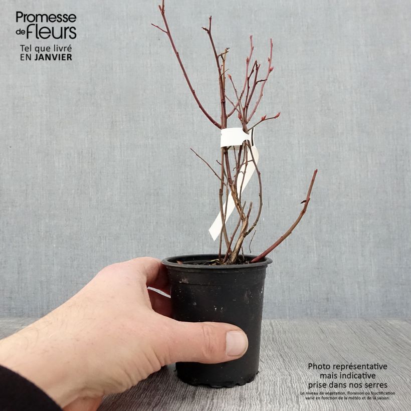 Spécimen de Myrtille d'Amérique - Vaccinium corymbosum Northcountry Godet de 8/9 cm tel que livré en hiver