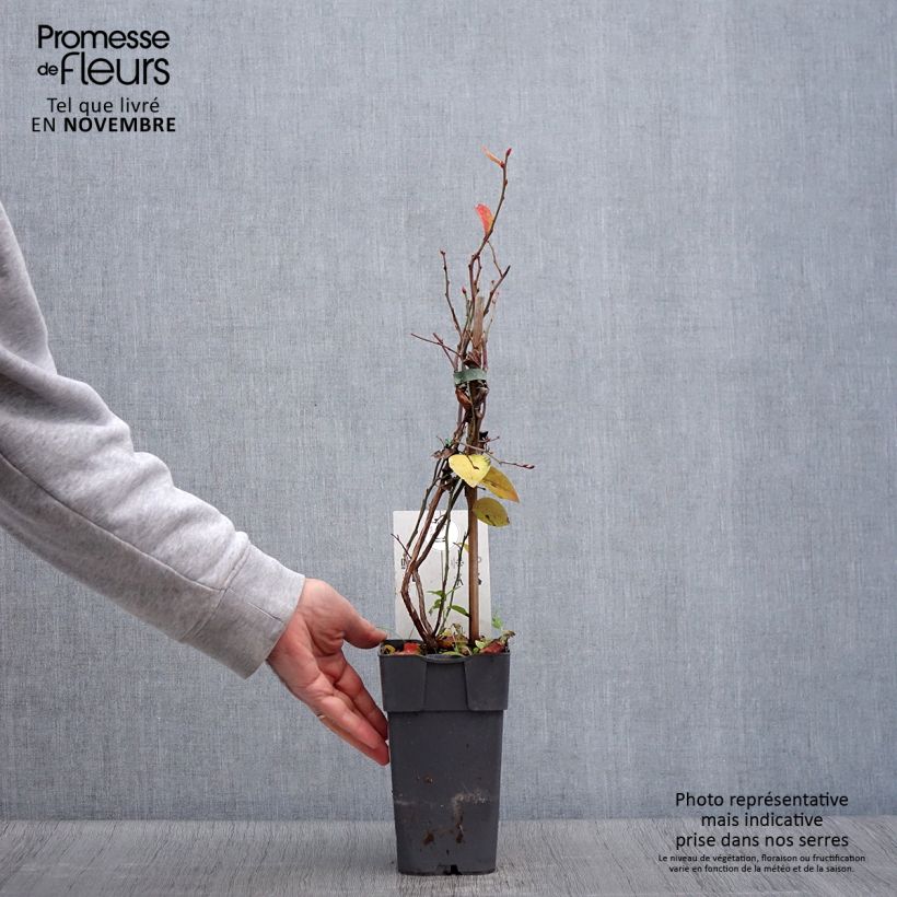 Spécimen de Myrtille d'Amérique - Vaccinium corymbosum Northland Pot de 1,5L/2L tel que livré en automne