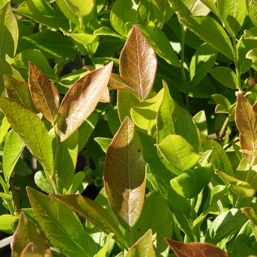 Myrtille d'Amérique - Vaccinium corymbosum Pionner (Feuillage)