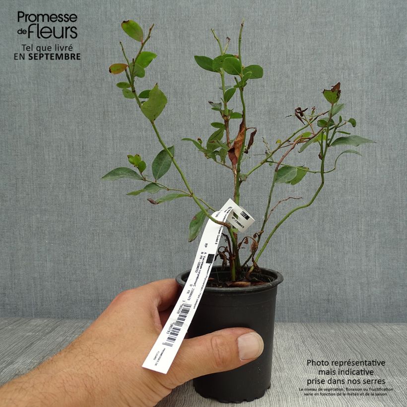 Spécimen de Myrtille d'Amérique - Vaccinium corymbosum Pionner Godet de 8/9 cm tel que livré en automne