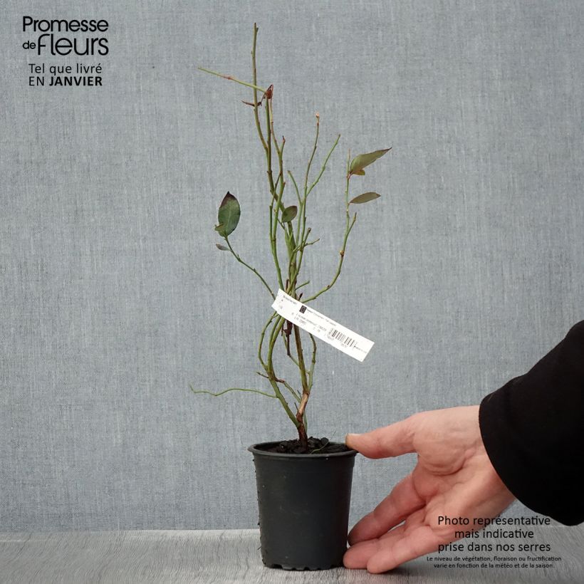 Spécimen de Myrtille d'Amérique - Vaccinium corymbosum Pionner Godet de 8/9 cm tel que livré en hiver