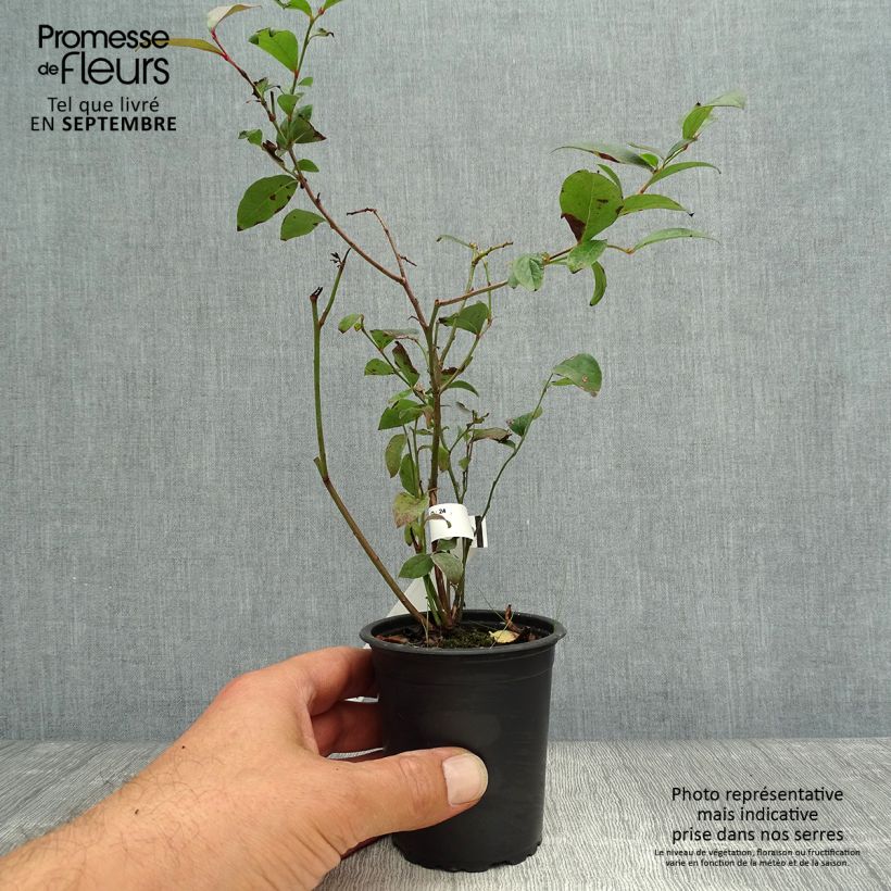 Spécimen de Myrtille d'Amérique - Vaccinium corymbosum Rubel Godet de 8/9 cm tel que livré en automne