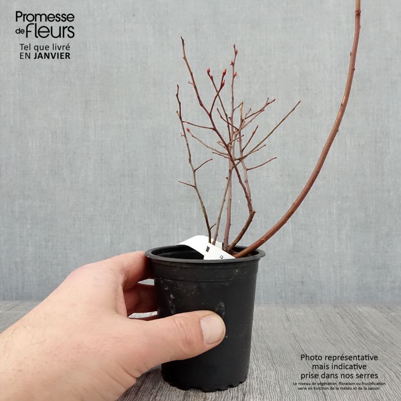 Spécimen de Myrtille d'Amérique - Vaccinium corymbosum Rubel Godet de 8/9 cm tel que livré en hiver