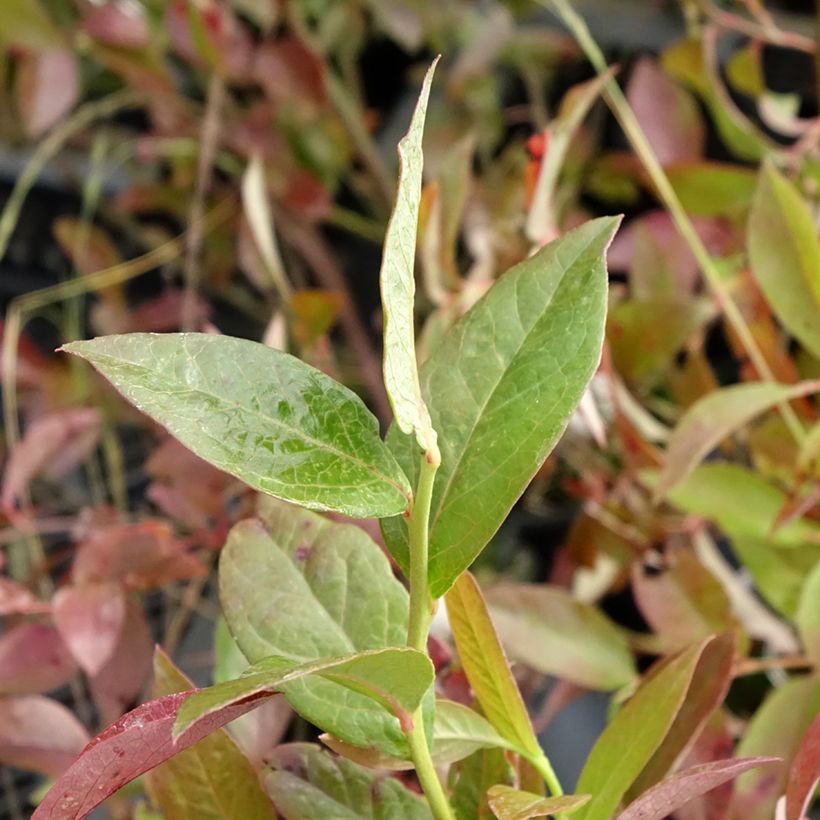 Myrtille d'Amérique - Vaccinium corymbosum Rubel (Feuillage)