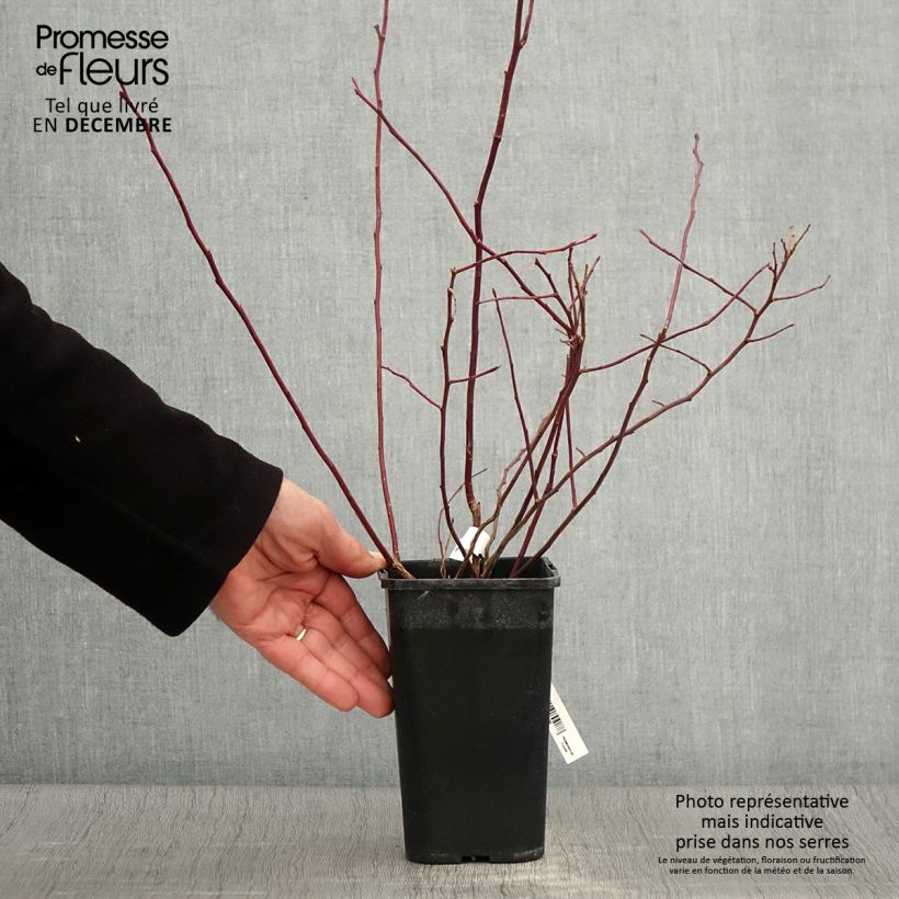 Spécimen de Myrtille d'Amérique - Vaccinium corymbosum Rubel Pot de 1L/1,5L tel que livré en automne