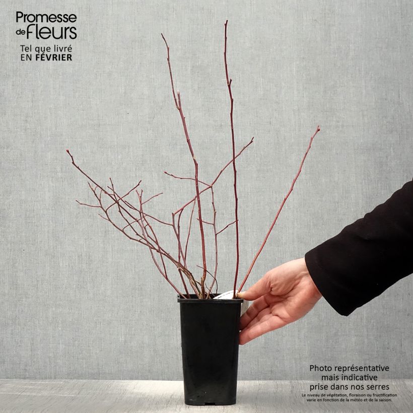 Spécimen de Myrtille d'Amérique - Vaccinium corymbosum Rubel Pot de 1L/1,5L tel que livré en hiver