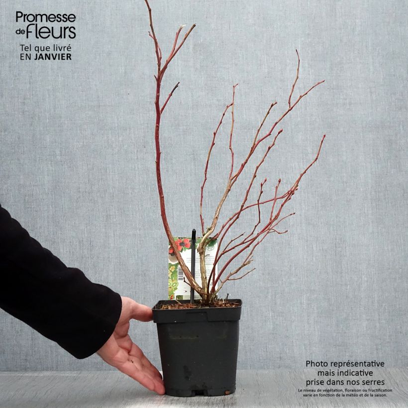 Spécimen de Myrtille d'Amérique - Vaccinium corymbosum Spartan Pot de 2L/3L tel que livré en hiver