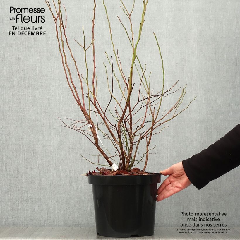 Spécimen de Myrtille Goldtraube - Vaccinium corymbosum Pot de 7,5L/10L, Buisson tel que livré en automne