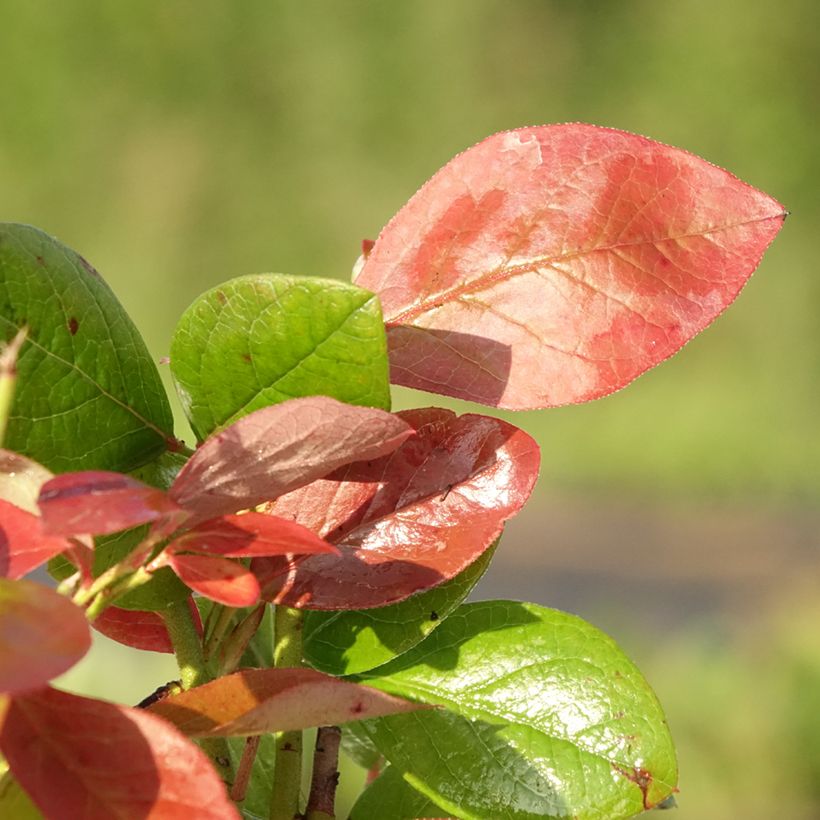 Myrtille Goldtraube - Vaccinium corymbosum (Feuillage)
