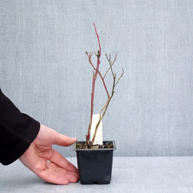 Spécimen de Myrtille Goldtraube - Vaccinium corymbosum Godet de 8/9 cm tel que livré en hiver