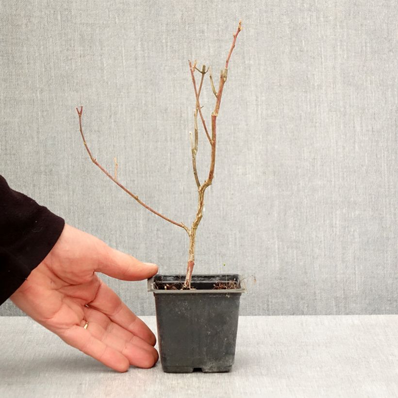 Spécimen de Myrtille Goldtraube - Vaccinium corymbosum Godet de 8/9 cm tel que livré au printemps