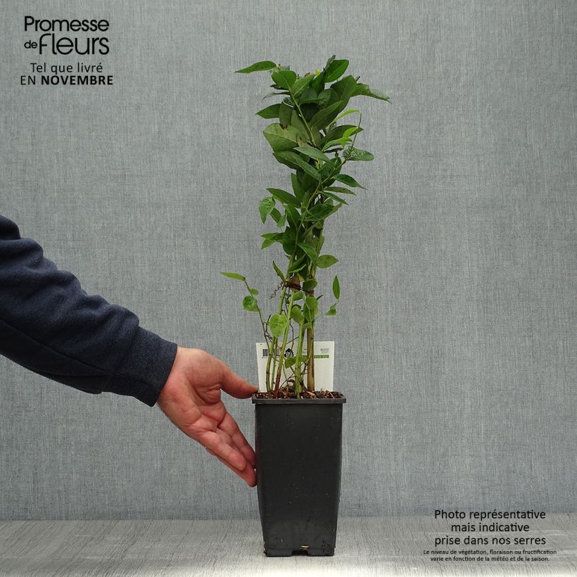 Spécimen de Myrtillier Blue Crop - Vaccinum corymbosum  Pot de 1,5L/2L, Buisson tel que livré en automne