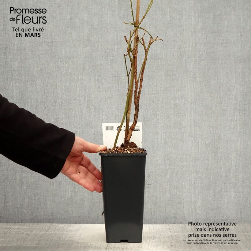 Spécimen de Myrtillier Blue Crop - Vaccinum corymbosum  Pot de 1,5L/2L, Buisson tel que livré au printemps