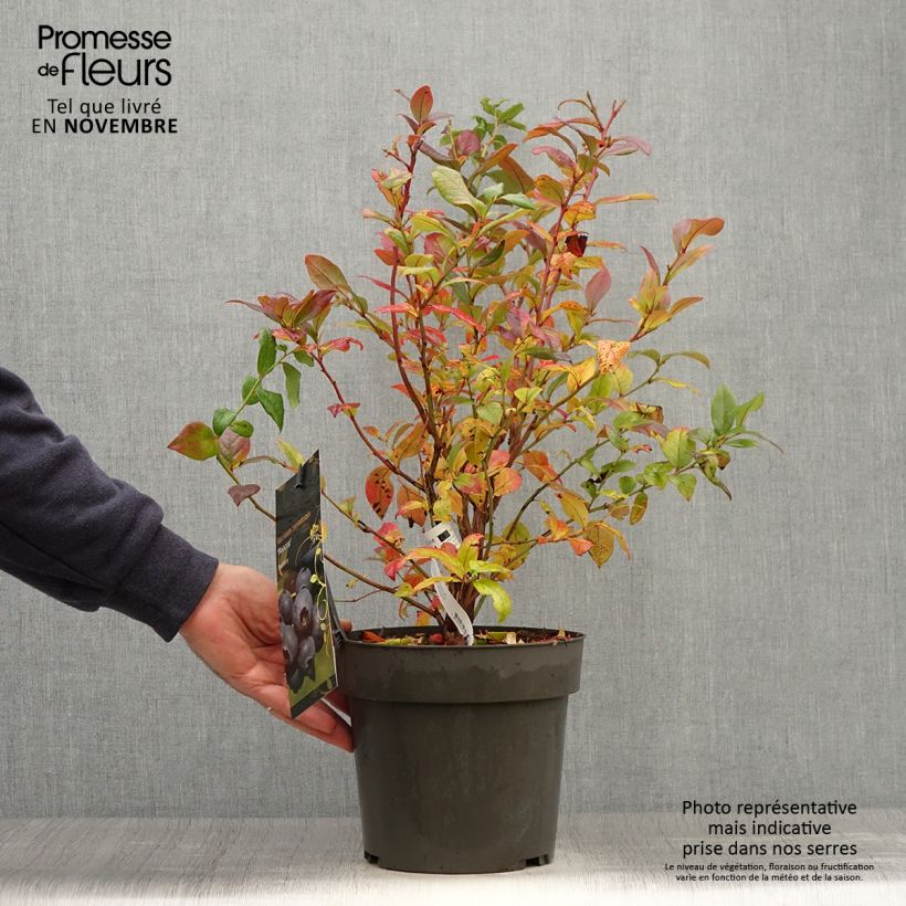 Spécimen de Myrtillier Blue Crop - Vaccinum corymbosum  Pot de 4L/5L tel que livré en automne