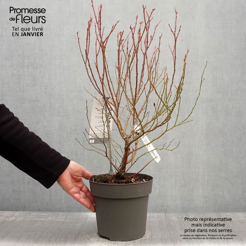 Spécimen de Myrtillier Blue Crop - Vaccinum corymbosum  Pot de 4L/5L tel que livré en hiver