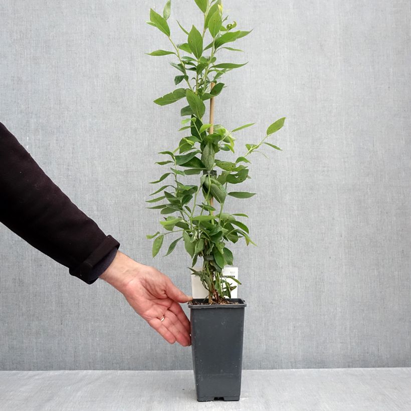 Spécimen de Myrtillier Blue Dessert Pot de 1,5L/2L, Buisson tel que livré en automne