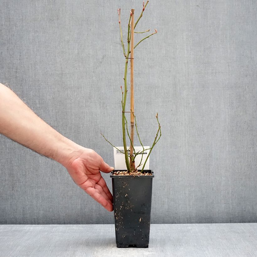 Spécimen de Myrtillier Blue Dessert Pot de 1,5L/2L, Buisson tel que livré en hiver