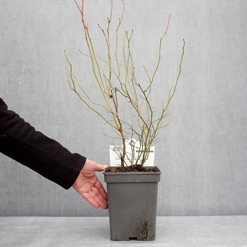 Spécimen de Myrtillier Blue Dessert Pot de 3L/4L, Touffe tel que livré en hiver