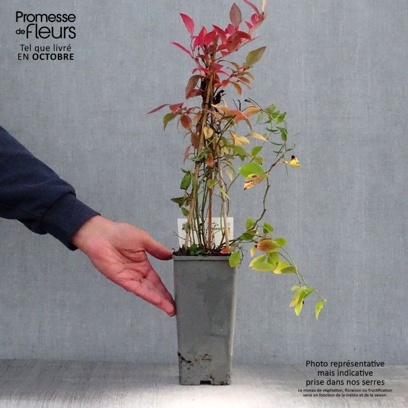 Spécimen de Myrtillier Blue Gold - Vaccinum corymbosum Pot de 1,5L/2L, Buisson tel que livré en automne