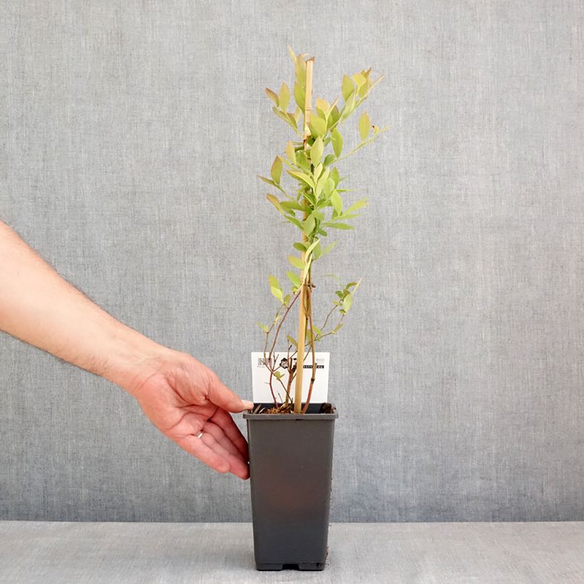 Spécimen de Myrtillier Blue Roma Pot de 3L/4L, Touffe tel que livré au printemps