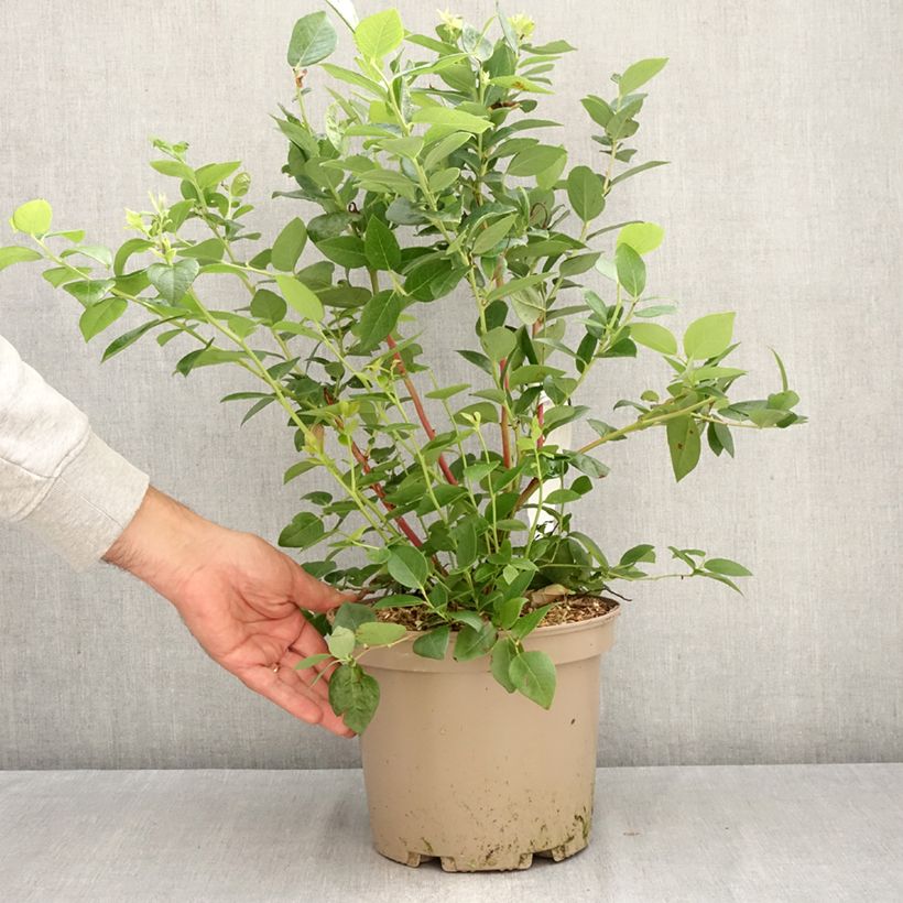 Spécimen de Myrtillier Blue Suede Pot de 4L/5L, Buisson tel que livré en automne