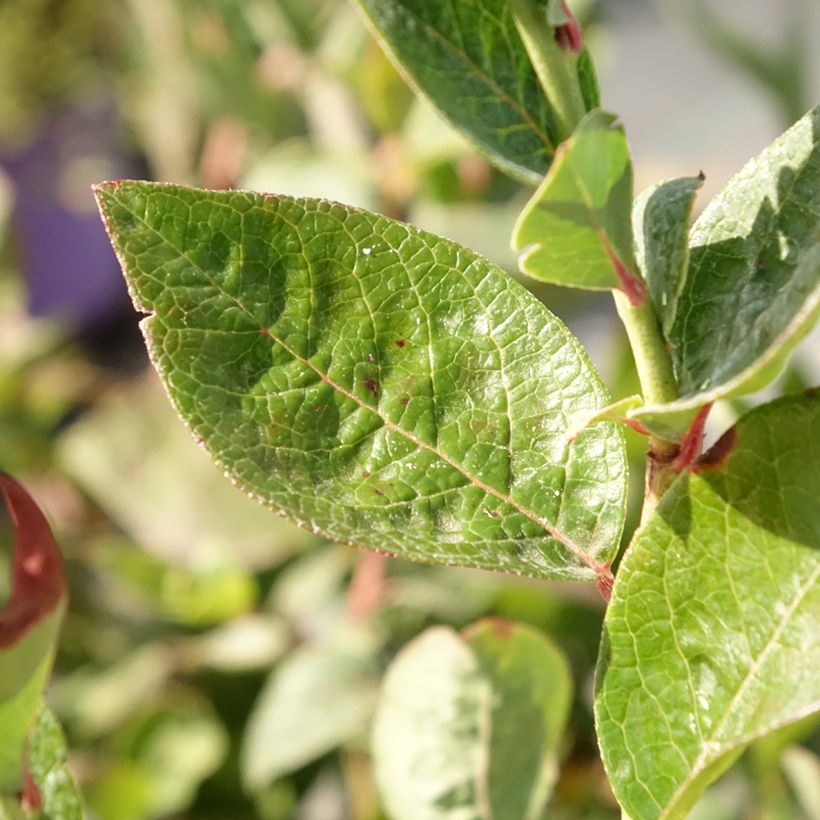 Myrtillier Blues Brothers - Vaccinium corymbosum (Feuillage)