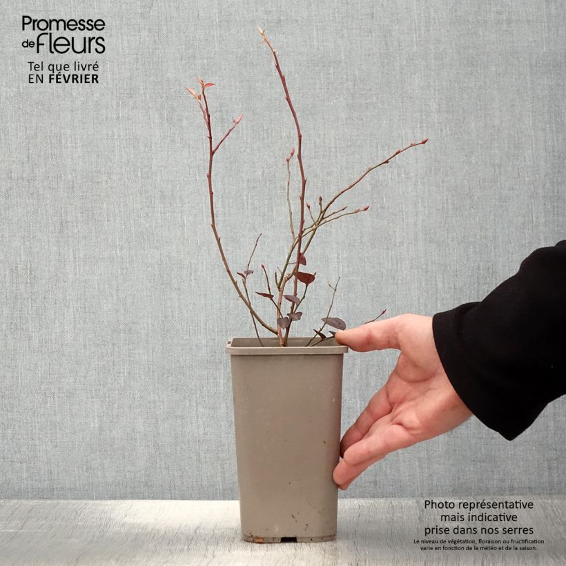 Spécimen de Myrtillier Blues Brothers - Vaccinium corymbosum Pot de 1,5L/2L tel que livré en hiver