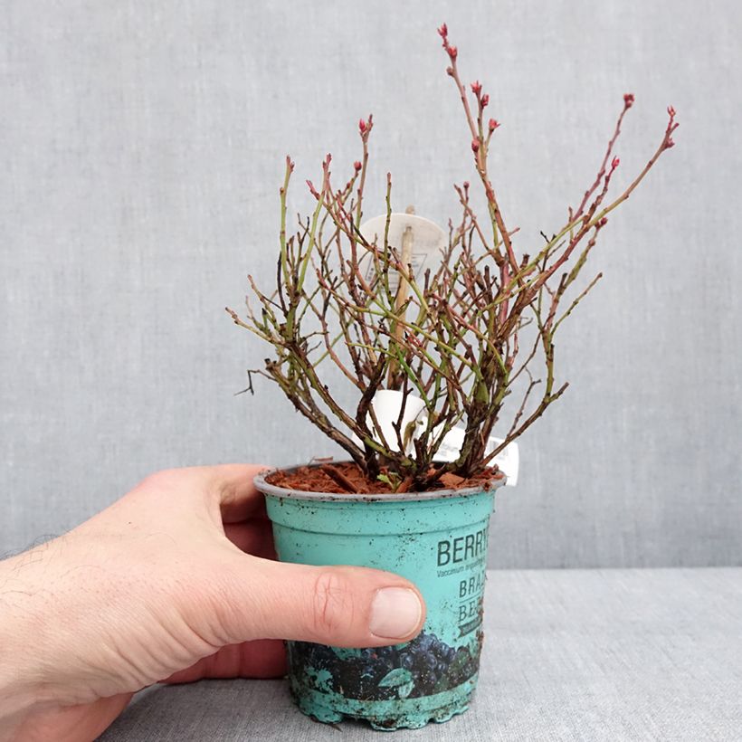 Spécimen de Myrtillier Brazelberry Berrybux - Vaccinum angustifolium Pot de 10 cm/11cm tel que livré en hiver