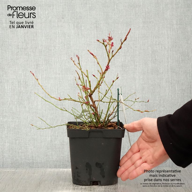 Spécimen de Myrtillier Cabernet Splash Pot de 2L/3L, Buisson tel que livré en hiver