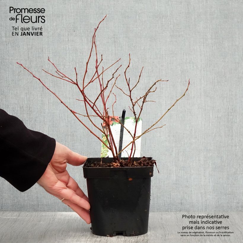 Spécimen de Myrtillier Chandler - Vaccinium corymbosum Pot de 1,5L/2L, Buisson tel que livré en hiver