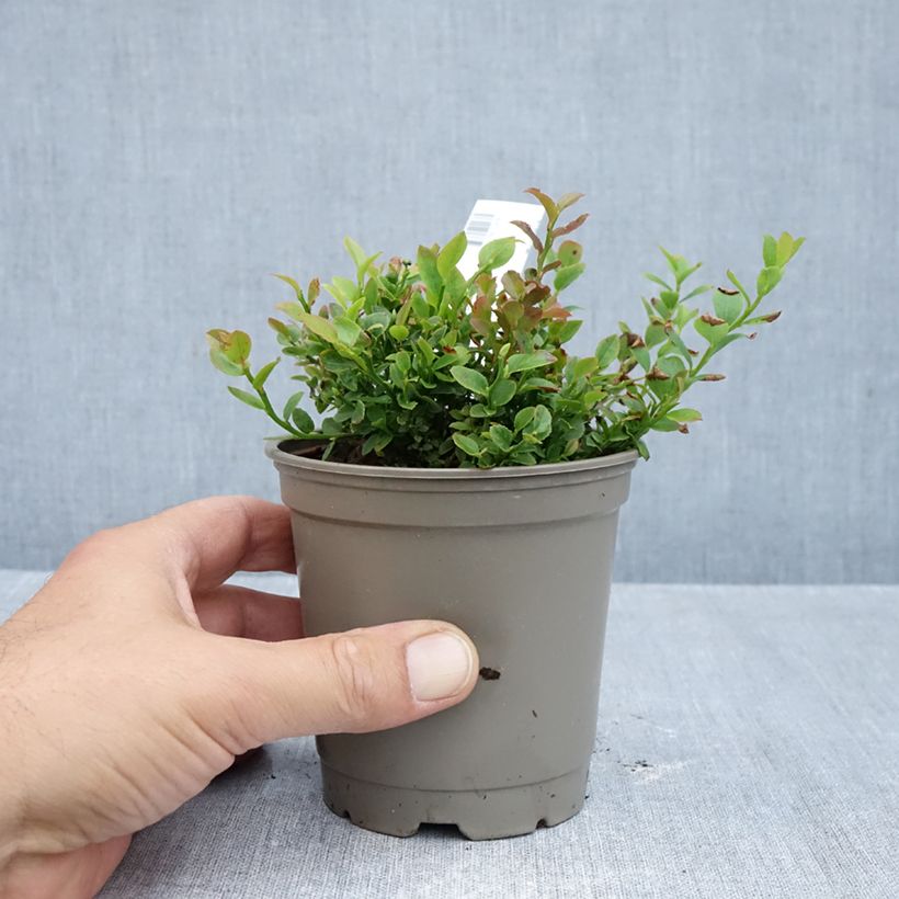 Spécimen de Myrtillier commun Pot de 12 cm / 13 cm, Buisson tel que livré en automne