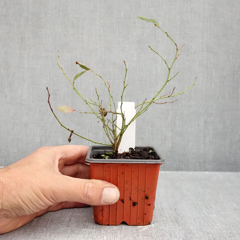 Spécimen de Myrtillier d’Amérique Elliott - Vaccinium corymbosum Godet de 8/9 cm, Buisson tel que livré en automne