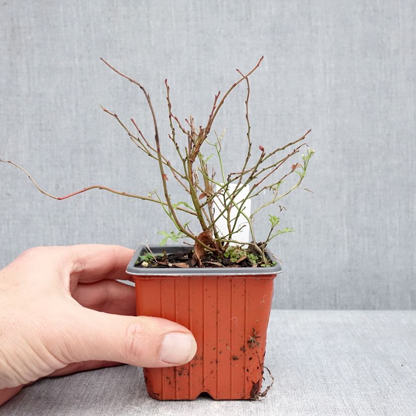 Spécimen de Myrtillier d’Amérique Elliott - Vaccinium corymbosum Godet de 8/9 cm, Buisson tel que livré en hiver