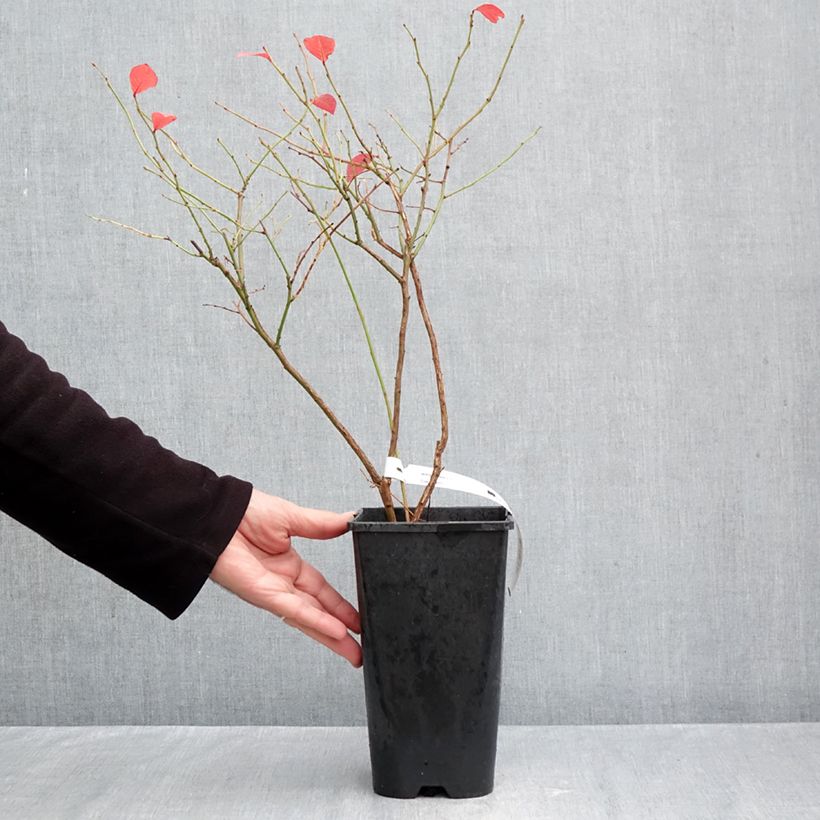 Spécimen de Myrtillier d’Amérique Elliott - Vaccinium corymbosum Pot de 2L/3L, Touffe tel que livré en automne