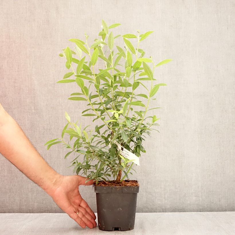Spécimen de Myrtillier d’Amérique Elliott - Vaccinium corymbosum Pot de 2L/3L, Touffe tel que livré en été