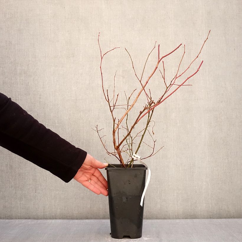 Spécimen de Myrtillier d’Amérique Elliott - Vaccinium corymbosum Pot de 2L/3L, Touffe tel que livré en hiver