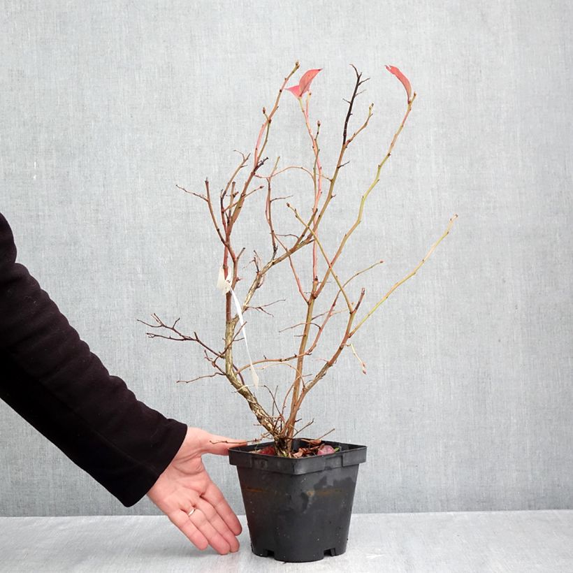Spécimen de Myrtillier d’Amérique Hardyblue - Vaccinium corymbosum Pot de 2L/3L, Touffe tel que livré en automne