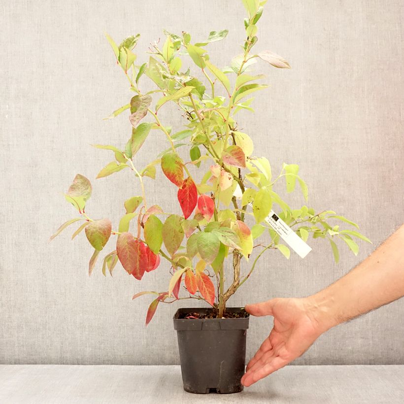 Spécimen de Myrtillier d’Amérique Hardyblue - Vaccinium corymbosum Pot de 2L/3L, Touffe tel que livré en été