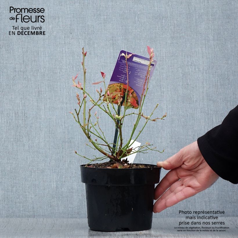 Spécimen de Myrtillier Flamingo - Vaccinium corymbosum Pot de 1,5L/2L, Buisson tel que livré en hiver