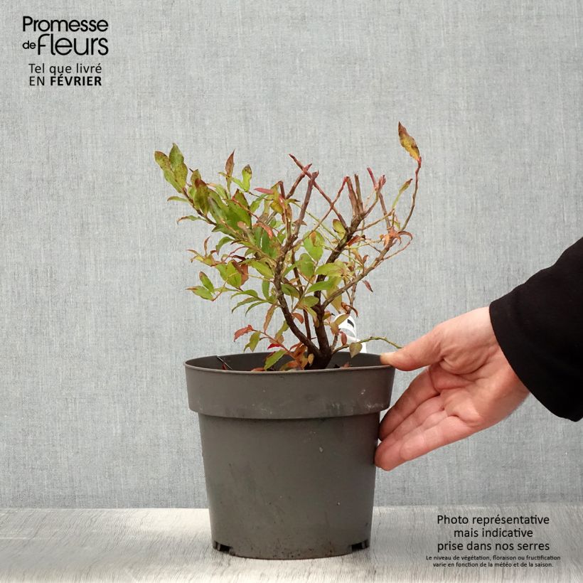 Spécimen de Myrtillier Goutte Bleue® (Blautropf) - Vaccinum cylindraceum Pot de 1,5L/2L, Touffe tel que livré en hiver