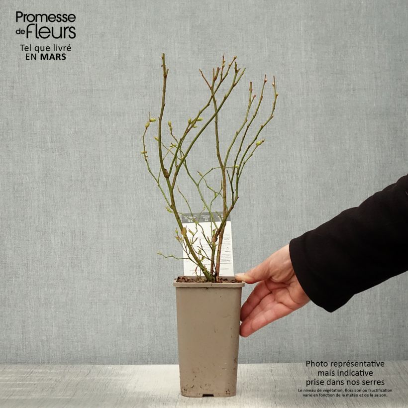 Spécimen de Myrtillier Hortblue Poppins Pot de 1,5L/2L, Buisson tel que livré au printemps