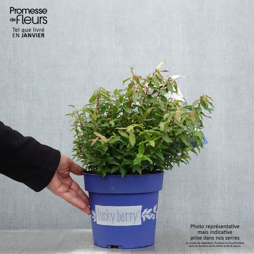 Spécimen de Myrtillier nain Lucky Berry - Vaccinium corymbosum Pot de 4L/5L, Touffe tel que livré en hiver