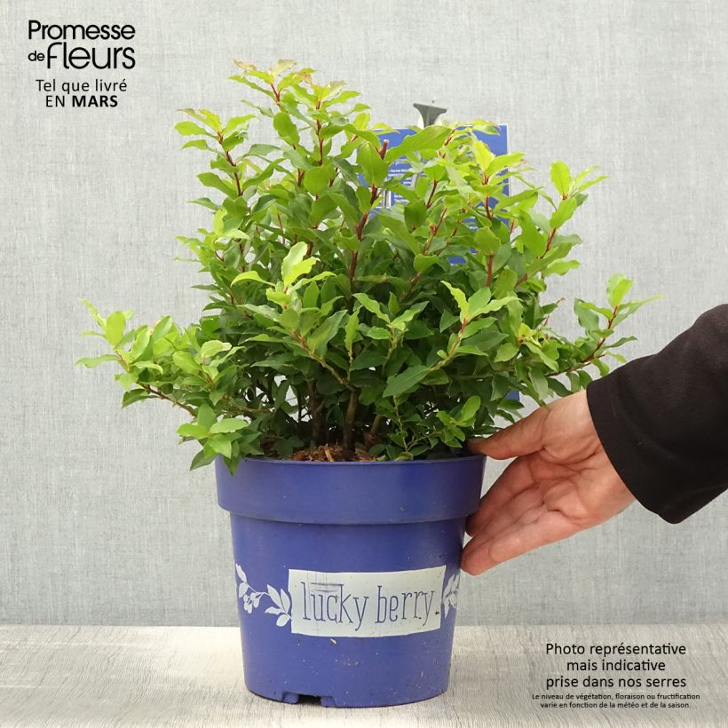 Spécimen de Myrtillier nain Lucky Berry - Vaccinium corymbosum Pot de 4L/5L, Touffe tel que livré au printemps