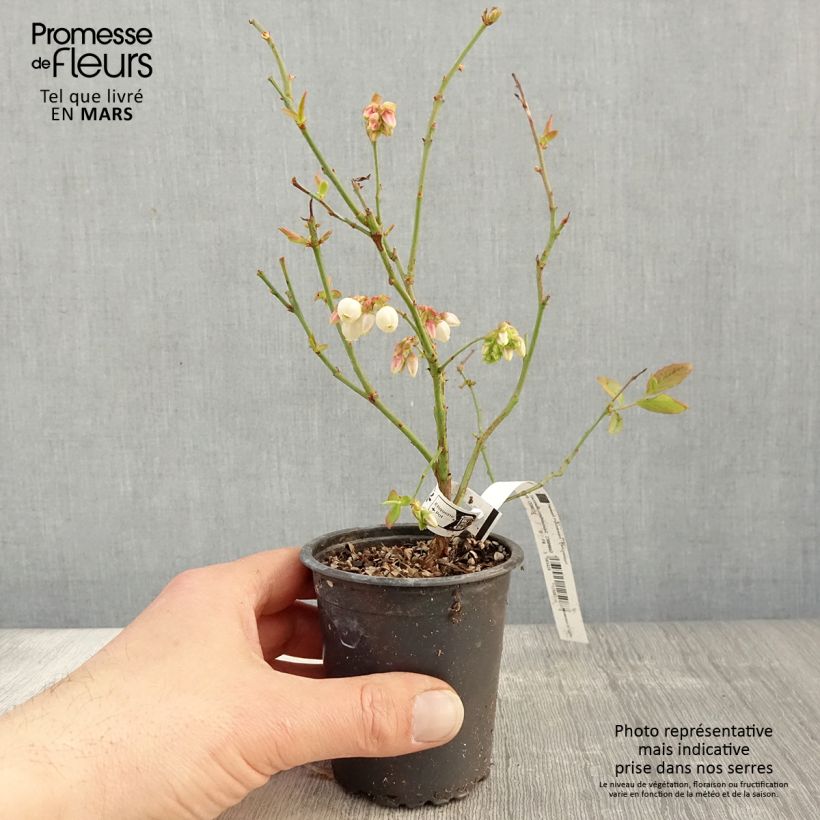Spécimen de Myrtillier Patriot - Vaccinum corymbosum Godet de 8/9 cm tel que livré au printemps