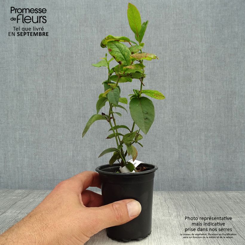 Spécimen de Myrtillier Patriot - Vaccinum corymbosum Godet de 8/9 cm tel que livré en automne