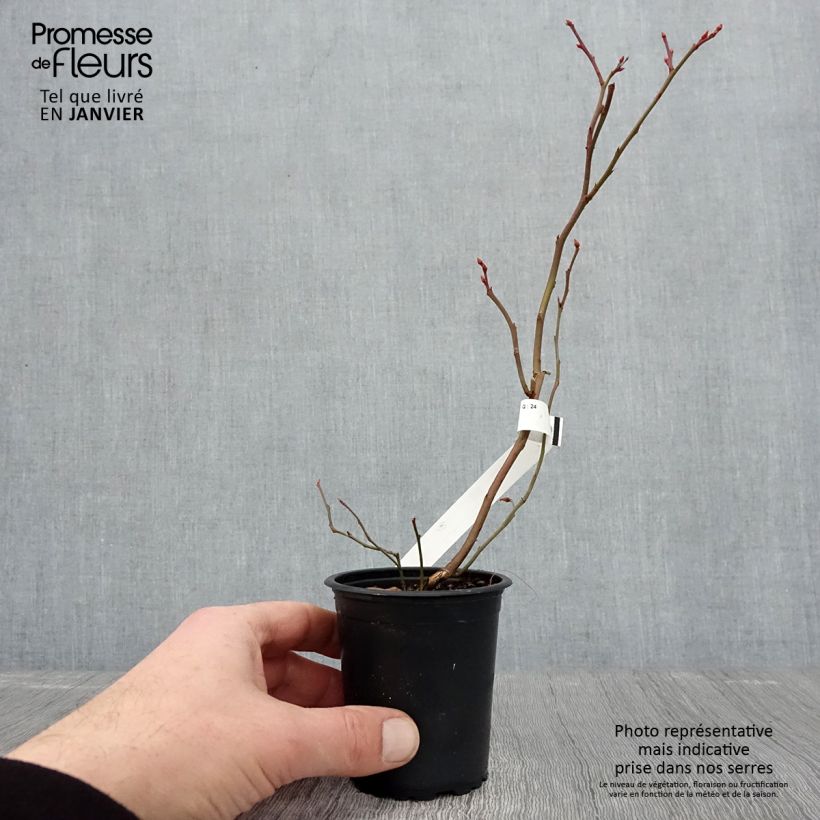 Spécimen de Myrtillier Patriot - Vaccinum corymbosum Godet de 8/9 cm tel que livré en hiver