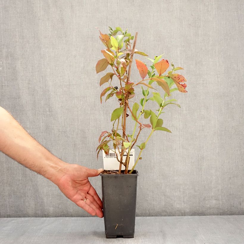 Spécimen de Myrtillier Patriot - Vaccinum corymbosum Pot de 1,5L/2L, Buisson tel que livré en été