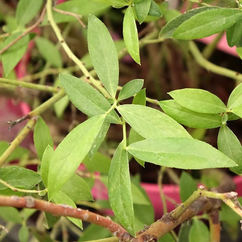 Myrtillier Pink Berry (Feuillage)