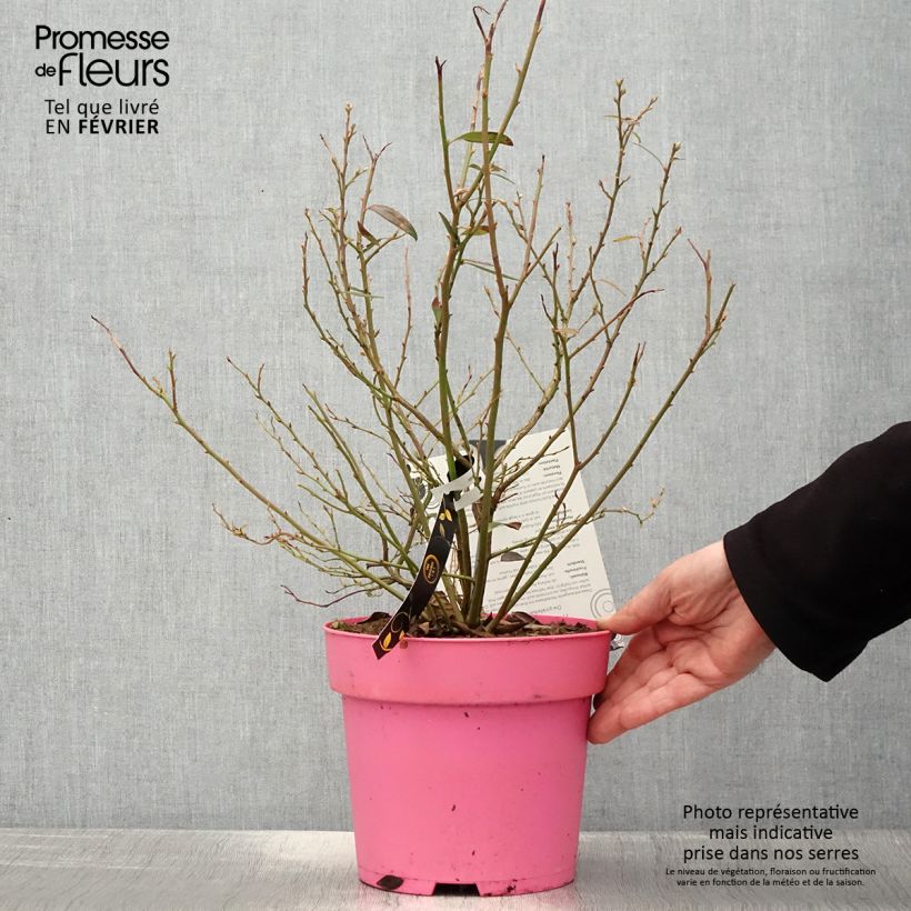 Spécimen de Myrtillier Pink Berry Pot de 2L/3L, Touffe tel que livré en hiver