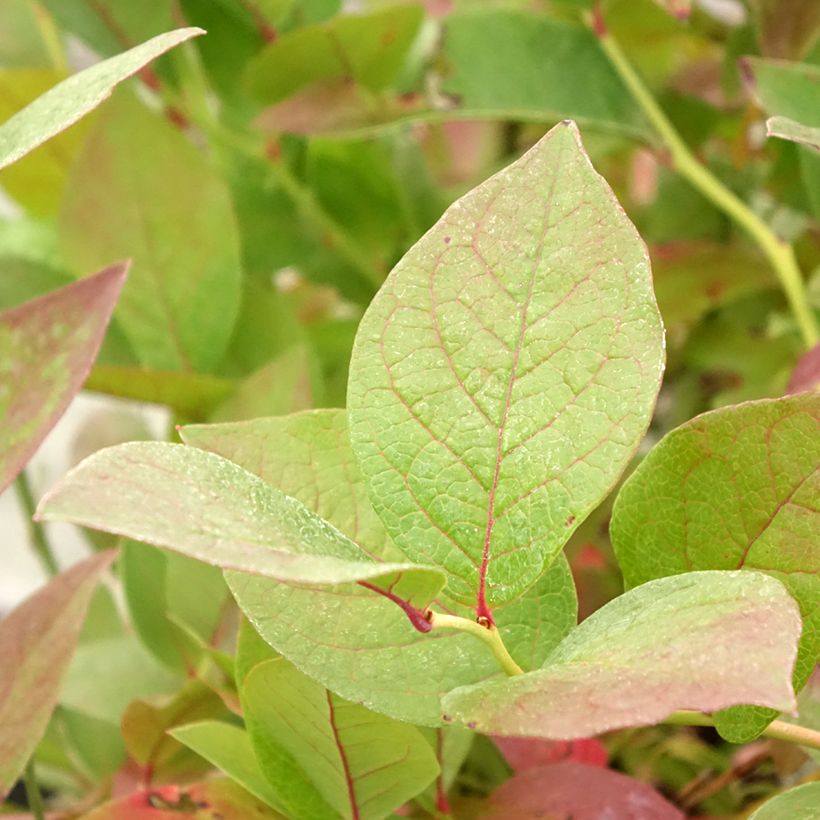 Myrtillier Pink Bonbons - Vaccinium corymbosum (Feuillage)
